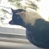 Smokin erkek kedi fotoğraf