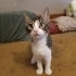 Yavru Kedi Boncuk Yuva Arıyor fotoğraf