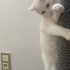 pamuk kedimize yuva ariyoruz fotoğraf