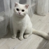 ACİL YUVA ARANIYOR fotoğraf