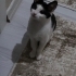 Minik yulafıma acil yuva arıyoruz fotoğraf
