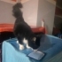 Sanslinin hikayesi bir yuva ile güzel bitsin fotoğraf