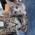Oyuncu ,enerjik ,Sevimli fotoğraf