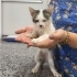 GÖRME ENGELLİ YAVRUYA YUVA ARIYORUZ fotoğraf