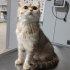 Sokaktan bulunan cins kedi fotoğraf