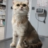 Sokaktan bulunan cins kedi fotoğraf
