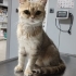 Sokaktan bulunan cins kedi fotoğraf