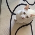 BİBER 4 YAŞINDA KISIR ERKEK ANKARA KEDİSİ ÖMÜRLÜK YUVASINI ARIYOR ESENYURT fotoğraf