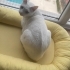 BİBER 4 YAŞINDA KISIR ERKEK ANKARA KEDİSİ ÖMÜRLÜK YUVASINI ARIYOR ESENYURT fotoğraf