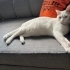 BİBER 4 YAŞINDA KISIR ERKEK ANKARA KEDİSİ ÖMÜRLÜK YUVASINI ARIYOR ESENYURT fotoğraf