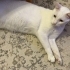 BİBER 4 YAŞINDA KISIR ERKEK ANKARA KEDİSİ ÖMÜRLÜK YUVASINI ARIYOR ESENYURT fotoğraf