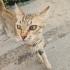 1.5 yaş uzun tüylü kedi tel:0545 806 86 49 fotoğraf