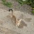 1.5 yaş uzun tüylü kedi tel:0545 806 86 49 fotoğraf
