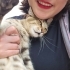 1.5 yaş uzun tüylü kedi tel:0545 806 86 49 fotoğraf