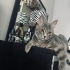 Melez 1 yaşında oğluma yuva arıyorum sokağa dönmesin fotoğraf