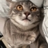 Melez 1 yaşında oğluma yuva arıyorum sokağa dönmesin fotoğraf