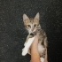 2 Aylık yumuşacık tüylü, oyuncu, sevecen harika bir bebek🧿 🐱 fotoğraf