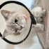 SOKAĞA TERK EDİLEN CİNS KEDİ 😿 fotoğraf