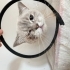 SOKAĞA TERK EDİLEN CİNS KEDİ 😿 fotoğraf