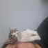 Bu küçük bebeğe çok acil yuva arıyoruz fotoğraf