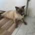 Leo’ya Takip Şartlı Küçük Çocuğu Olmayan Güvenilir Bir Aile Arıyoruz fotoğraf