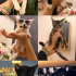 5 BEBİŞ YUVA ARIYOR fotoğraf