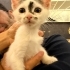 5 BEBİŞ YUVA ARIYOR fotoğraf