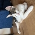 5 BEBİŞ YUVA ARIYOR fotoğraf