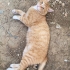 Bal Suratın Yuvası Olur musunuz? fotoğraf