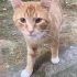 Bal Suratın Yuvası Olur musunuz? fotoğraf