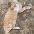 Bal Suratın Yuvası Olur musunuz? fotoğraf