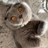 COK SEVİMLİ SCOTİSH FOLD fotoğraf