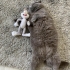 COK SEVİMLİ SCOTİSH FOLD fotoğraf