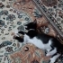 Sokakta bulunan sahipsiz minik fotoğraf