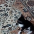 Sokakta bulunan sahipsiz minik fotoğraf