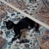 Sokakta bulunan sahipsiz minik fotoğraf