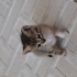 İki adet yavru kedi fotoğraf