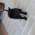 İki adet yavru kedi fotoğraf