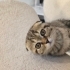 2 aylık dişi scottish fold fotoğraf