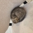 2 aylık dişi scottish fold fotoğraf