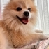 KUKİ İÇİN ÖMÜRLÜK YUVASINI ARIYORUZ fotoğraf