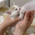 Hikayesi Yol Ortasında Başlayan Minik Niyazi Yuvasını Arıyor! 🐾 fotoğraf