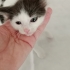 İZMİR MİNİ MİNNAK BEBEĞİMİZE ÖMÜRLÜK YUVASINI ARIYORUZ fotoğraf
