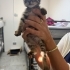 2 aylık erkek bebek acil yuva arıyor fotoğraf