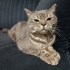SÜREKLİ TERK EDİLDİĞİ EVE GİRMEYE ÇALIŞIYOR fotoğraf
