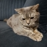 SÜREKLİ TERK EDİLDİĞİ EVE GİRMEYE ÇALIŞIYOR fotoğraf