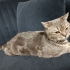 SÜREKLİ TERK EDİLDİĞİ EVE GİRMEYE ÇALIŞIYOR fotoğraf