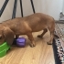 Kızımız için uygun bir yuva 🐶 fotoğraf