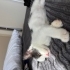 Kazadan kurtuldu soğuktan ölmesin:( fotoğraf