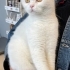 Sokağa Atılmış Scottish Fold İnci Kıza Acil Kalıcı Yuva fotoğraf
